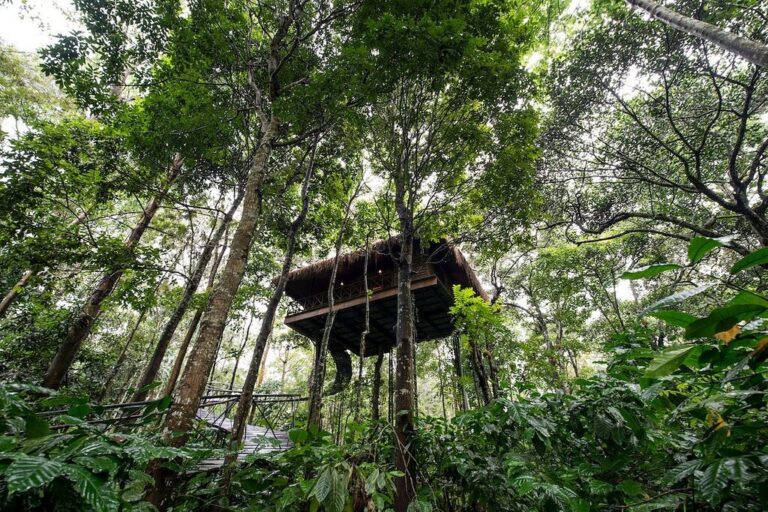 Tree House in Pepper Trail