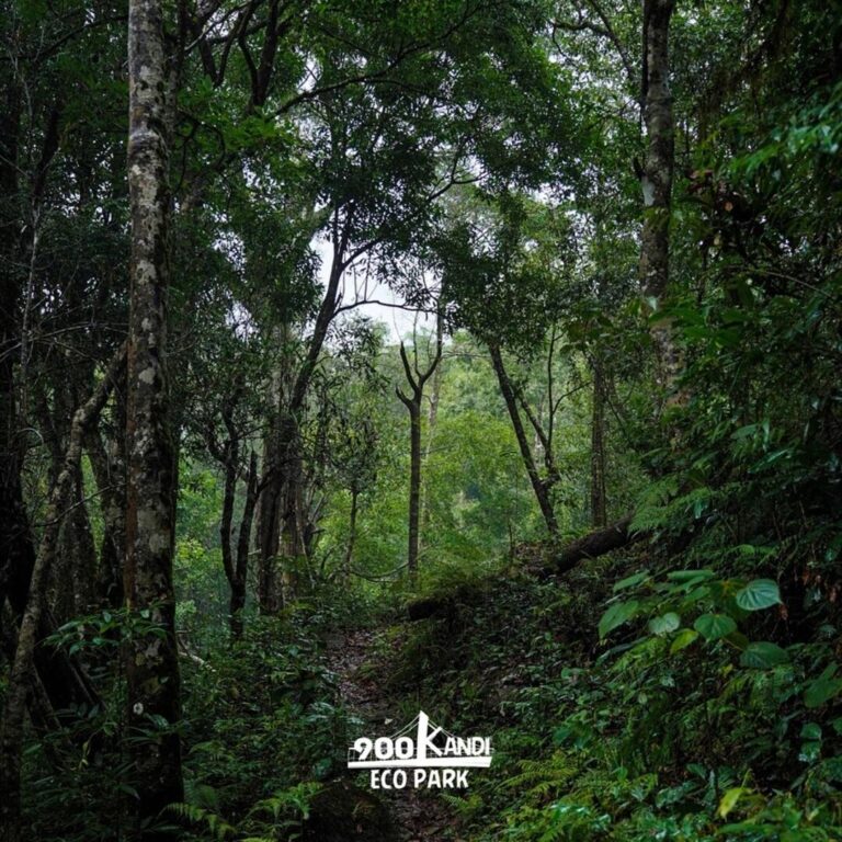900 kandi eco park meppadi kerala