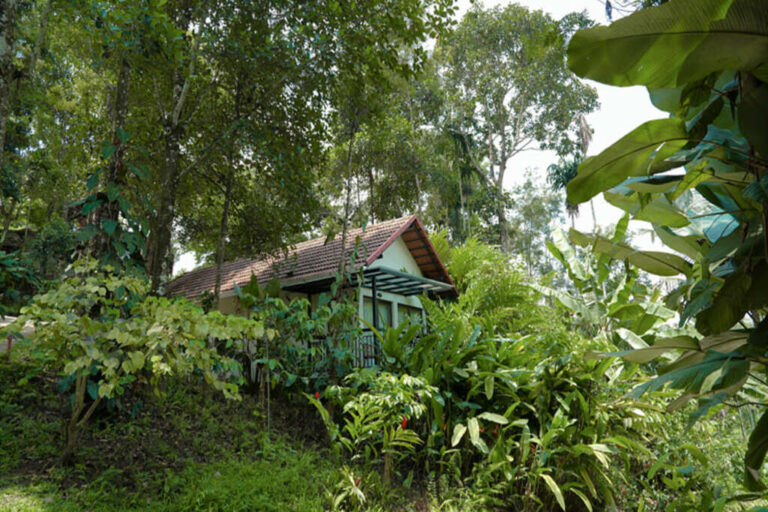 ARABICAvilla in Willow resort wayanad