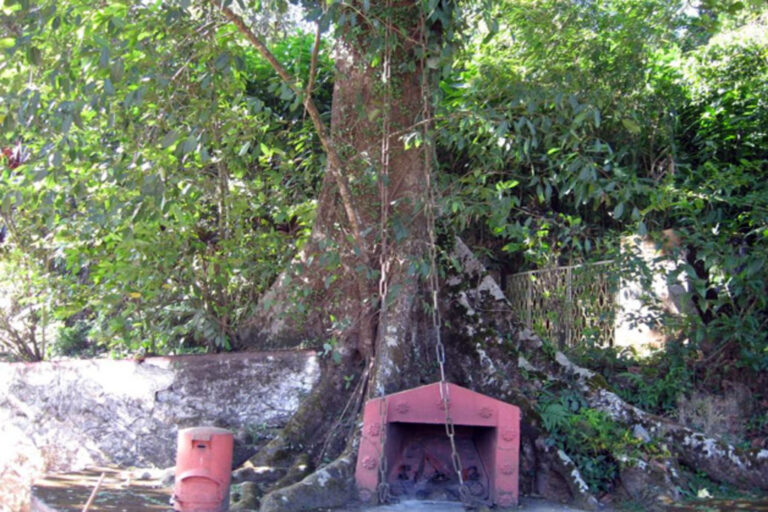 Chain Tree Wayanad