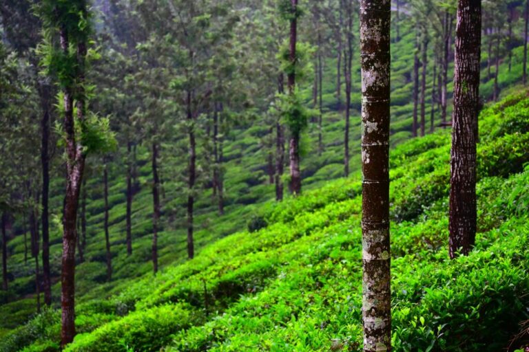 Tea plantations in Wayanad