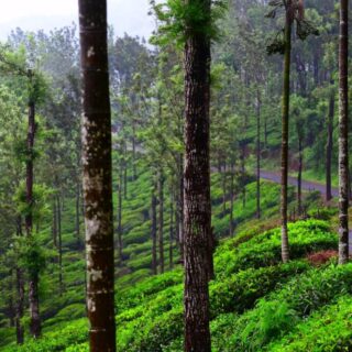 Wayanad package from Mysore