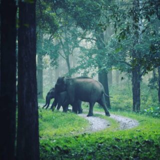 Wayanad tour package from Kozhikode