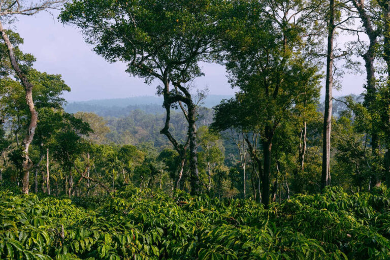 coffee plantations at tranquil Wayanad