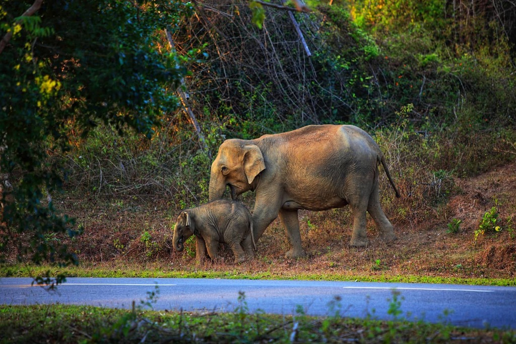 wayanad family tourist place Muthanga