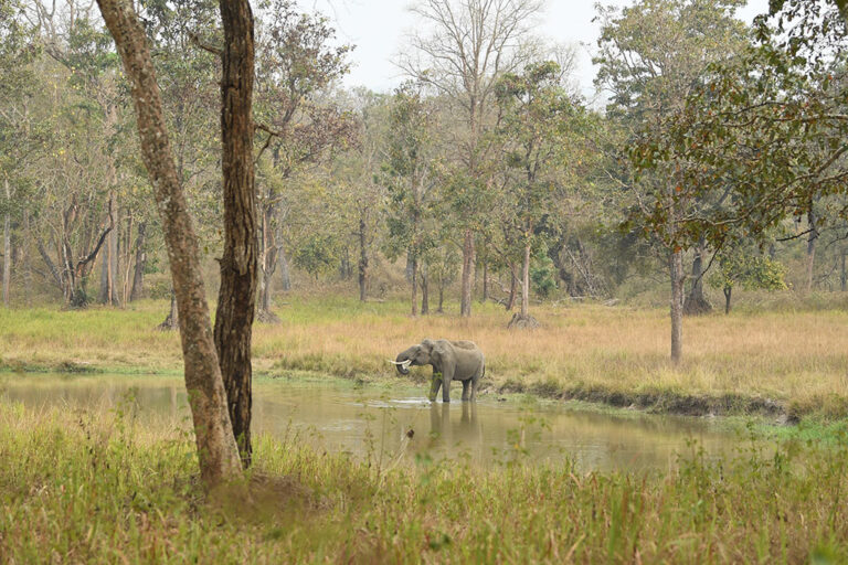 muthanga forest