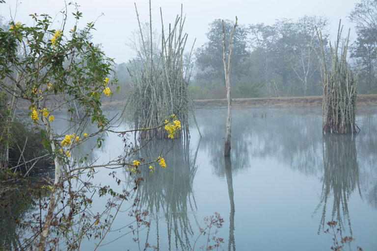 muthanga forest wayanad