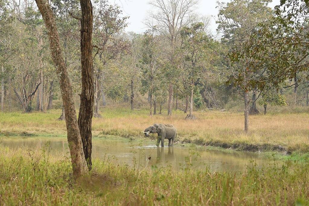 Muthanga Wildlife Sanctuary near Luxo Wayanad Sulthan Bathery