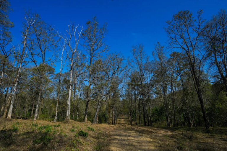 tholpetty wayanad