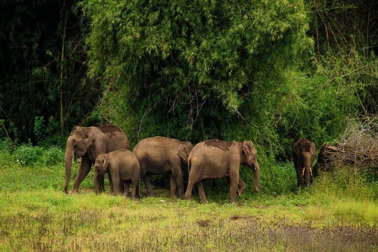 tholpetty wild life sanctuary