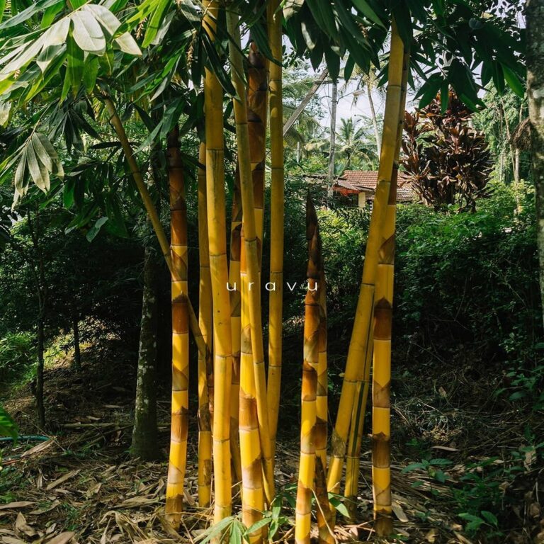 uravu bamboo