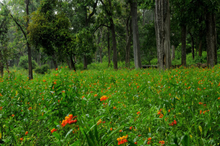 wayanad wildlife sanctuary tholpetty